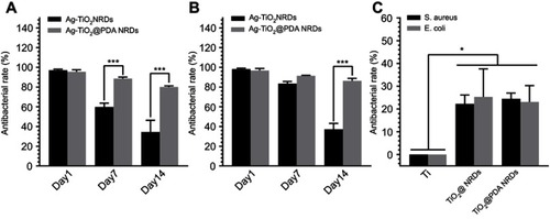 Figure 4 Anti-adherent bacterial activity in vitro. (A) Methicillin-resistant Staphylococcus aureus (MRSA) recultured on agar after dissociation from Ag-TiO2 NRDs and Ag-TiO2@PDA NRDs at day 1, day 7, and day 14; (B) Escherichia coli (E. coli) recultured on agar after dissociation from Ag-TiO2 NRDs and Ag-TiO2@PDA NRDs at day 1, day 7, and day 14; (C) MRSA and E. coli recultured on agar after dissociation from Ti, TiO2 NRDs, and TiO2@PDA NRDs at day 1. The error bars indicate means ± standard deviations: *p<0.05 and ***p<0.001.