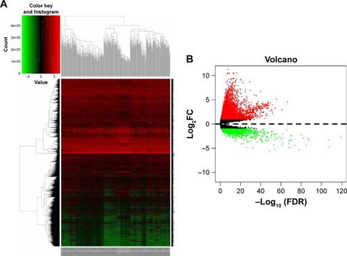 Figure 2 Hierarchical clustering heat map (A) and volcano plot (B) of differentially expressed genes screened based on TCGA HCC WTS data.Notes: Protein-encoding mRNA-expression data were screened and analyzed using R software and the Limma package. Log2FC >1 and P<0.05 were used as cutoff criteria.Abbreviations: FC, fold change; TCGA, the Cancer Genome Atlas; HCC, hepatocellular carcinoma; WTS, whole-transcriptome sequencing; FDR, false discovery rate.