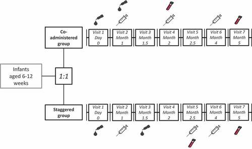 Figure 3. Vaccination schedule in the co-administered group and staggered group.