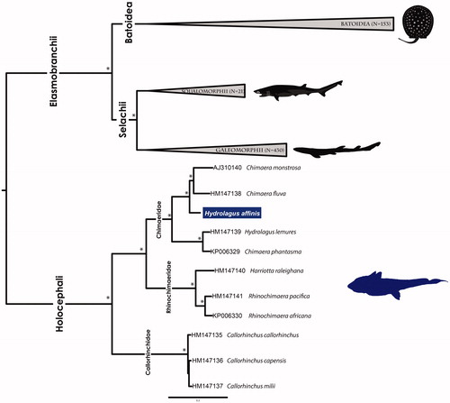 Figure 1. Bayesian inference phylogenetic tree based on 615 cartilaginous fishes mitogenomes sequences of 13 concatenated protein coding genes. GenBank accession numbers for Holocephalan taxa are behind species names. *Both posterior probabilities and bootstrap support values above 99%.