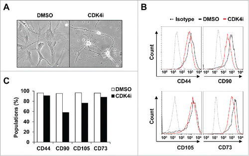 Figure 1. The expression pattern of multipotent MSC markers following Cdk4 inhibition. (A) Phase contrast image of human adipose-derived MSCs (hMSCs) were treated with 10 μM CDK4i or DMSO for 24 h. (B) hMSCs were labeled with antibodies specific for CD44, CD73, CD90 and CD105 antibodies or immunoglobulin isotype control. The surface phenotype was analyzed by FACS. Gray-colored dot histograms illustrate the control immunoglobulin and black-colored open histograms illustrate the specific antibodies for DMSO control, as indicated. Red-colored open histograms represent the staining against each specified antibodies of the Cdk4 inhibitor treated hMSCs. (C) The graph shows that percentages of positive cells in each cell subset shown in B.