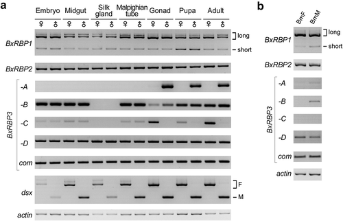 Figure 3. Expression profiles of all the BxRBP transcripts in stages and tissues of the female and male Bombyx mori.(A) RT-PCR of BxRBP transcripts in the silkworm stages and tissues. Tissues were dissected from day 3 of the 5th larva stage. Transcripts of Bm-dsx are used as sex-specific marker, and actin is used as loading control. (B) Expression profiles of the BxRBPs in the new generated sex-specific cell lines.