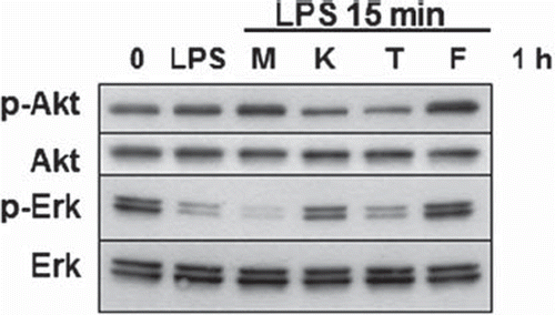 Figure 7. Effect of opiates on Erk and Akt kinases phosphorylation analyzed by Western blot. The figure shows effect of morphine 1.5 mM (M), ketobemidone 1.75 mM (K), tramadol 4.2 mM (T) and fentanyl 2.3 μM (F) on LPS stimulated U-937 cells. Cells were preincubated for 1 hour with the opioid, followed by LPS for 15 minutes.