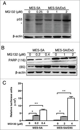 Figure 3. Proteasome inhibitor-induced apoptosis through increased expression of p53, caspase 3/7 and cleaved PARP in a dose-dependent manner. (A-B) Expression of p53 (A) and PARP (B) in MES-SA and MES-SA/D×5 cells after MG132 treatment for 60 h examined by Western blotting. (C) Caspase 3/7 activities of MES-SA and MES-SA/D×5 cells were detected by the Caspase-Glo 3/7 assay after 60 h MG132 treatment at the indicated dosages. The Caspase 3/7 activities were detected by luminescence and were proportional to its intensity normalized by cell viability. Data are expressed as relative luciferase activity (RLU) as the mean ± SD from 3 independent experiments. *P < 0 .05 and **P < 0 .01 indicate the differences between the MG132-treated cells and the respective untreated controls.