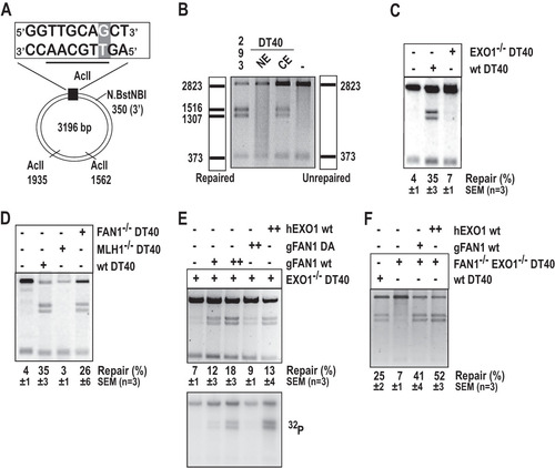 FIG 1 Recombinant FAN1 or EXO1 rescue the MMR defect in extracts of EXO1−/− or EXO1−/− FAN1−/− chicken B-lymphocyte DT40 cells. (A) Scheme of the substrate used in the in vitro MMR assays. The T/G mismatch at position 46 of the phagemid heteroduplex makes it refractory to AclII cleavage at this site. Digestion with AclII generates two fragments, of 2,823 and 373 bp (panel B, right scheme). Repair of the Nt.BstNBI-nicked T/G substrate to T/A regenerates the AclII cleavage site. AclII digest thus yields two additional bands, of 1,516 and 1,307 bp (panel B, left scheme). Repair efficiency was defined as the ratio of the intensities of the 1,516-bp versus the 2,823-bp band in GelRed-stained agarose gels. (B) MMR assay with DT40 nuclear (NE) and cytoplasmic (CE) extracts. MMR-proficient HEK293T-MutLα(+) nuclear extract was used as the positive control (293). Incubation of the substrate in MMR buffer without extract was used as the negative control (–). (C) EXO1−/− DT40 cell extracts are largely MMR-deficient. (D) FAN1−/− DT40 extracts are MMR-proficient, unlike extracts of MLH1−/− DT40 cells. (E) MMR in EXO1-deficient DT40 extracts can be rescued by recombinant human EXO1 (hEXO1, 400 ng [++]) and chicken FAN1 (gFAN1, 80 ng [+] or 160 ng [++]) but not the nuclease-dead gFAN1 D977A (160 ng [++]) variant. The bottom panel is an autoradiograph of the same gel. (F) Recombinant hEXO1 (400 ng [++]) and gFAN1 (80 ng [+]) can rescue MMR in FAN1−/− EXO1−/− DT40 extracts. Panels B to F show images of representative GelRed-stained 1% agarose gels run at 200 V in TAE buffer.