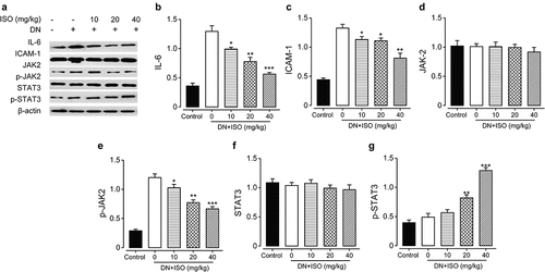 Figure 6. Chronic effects of ISO treatment on the protein expression levels of JAK/STAT signaling pathway-related indicators in renal tissues of acute DN model rats. (a) Western blotting gel of the protein expression levels and analysis of (b) IL-6, (c) ICAM-1, (d) JAK2, (e) p-JAK2, (f) STAT-3, and (g) p-STAT-3. *p < 0.05, **p < 0.01, ***p < 0.001 vs. saline-treated DN model rats. All the results were shown as mean ± SD (n = 8)