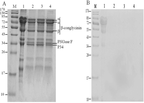 Figure 1. SDS-PAGE profile for soybean 7S globulin treated with ultrasound following the deglycosylation. Lane 1: Native; Lane 2: Deglycosylation; Lane 3: Ultrasound 80 min assisted deglycosylation; Lane 4: Ultrasound 100 min assisted deglycosylation. (A) Coomassie Brilliant blue staining and (B) Schiff reagent staining.