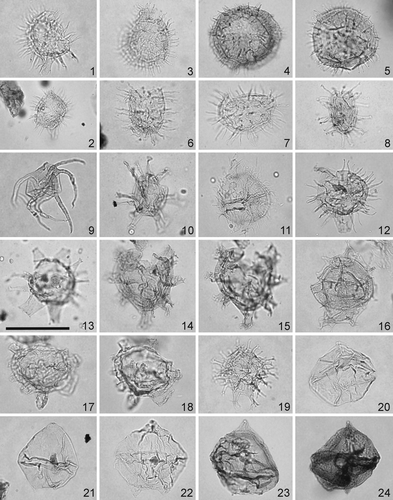 Plate 10. Scale bar in figure 13 represents 40 μm for all specimens. The photomicrographs were all taken using plain transmitted light. Figures 1, 2. Coronifera sp. cf. Coronifera? tubulosa Cookson & Eisenack 1974. 1 – sample OH 11, slide 1, EF Y52. Specimen in left lateral view, focus on the archeopyle, antapical horn and processes. 2 – sample OH 10, slide 2, EF F46/4. Specimen in right lateral view showing the precingular archeopyle and operculum in situ. Figure 3. Impletosphaeridium clavulum (Davey 1969) Islam 1993. Sample OH 0, slide 1, EF J36/4. Note the processes, apical archeopyle and displaced operculum. Figure 4. Operculodinium israelianum (Rossignol 1962) Wall 1967. Sample OH 9, slide 1, EF N44/4. Specimen in dorsal view, high focus. Note the precingular archeopyle and acuminate processes. Figure 5. Operculodinium centrocarpum (Deflandre & Cookson 1955) Wall 1967 subsp. centrocarpum. Sample OH 18, slide 1, EF F49/3. Specimen in right dorsolateral view, high focus. Note the precingular archeopyle and capitate processes. Figure 6. Tanyosphaeridium regulare Davey & Williams 1966. Sample OH 2, slide 1, EF K56. Note the distal extremities of processes. Figure 7. Lingulodinium bergmannii (Archangelsky 1969) Quattrocchio & Sarjeant Citation2003. Sample OH 18, slide 1, EF X47/4. Focus on the archeopyle and processes. Figure 8. Tanyosphaeridium xanthiopyxides (Wetzel 1933) Stover & Evitt Citation1978. Sample OH 18, slide 1, EF O49. Focus on processes. Figure 9. Micrhystridium fragile Deflandre 1947. Sample OH 9, slide 1, EF D45/2. Figure 10. Oligosphaeridium sp. cf. Homotryblium sp. of Brinkhuis & Zachariasse Citation1988. Sample OH 0, slide 2, EF D39. Note the operculum and buccinate processes. Figure 11. Palaeohystrichophora infusorioides Deflandre 1935. Sample OH 0, slide 2, EF C29/2. Figure 12. Diphyes colligerum (Deflandre & Cookson 1955) Cookson 1965. Sample OH 10, slide 2, EF Z45/1. Focus on processes. Figure 13. Hystrichokolpoma bulbosum (Ehrenberg 1838) Morgenroth Citation1968 subsp. bulbosum. Sample OH 0, slide 2, EF G54. Note the apical archeopyle and processes. Figures 14, 15. Hystrichokolpoma sp. cf. Hystrichokolpoma rigaudiae Deflandre & Cookson 1955. Sample OH 6, slide 1, EF Q58. Differing levels of focus showing processes. Note the apical archeopyle. Figure 16. Hystrichosphaeropsis ovum Deflandre 1935. Sample OH 14, slide 1, EF N29/4. Specimen in right lateral view, high focus. Figures 17, 18. Hystrichokolpoma sp. cf. Hystrichokolpoma truncatum Biffi & Manum 1988. Sample OH 14, slide 1, EF Q52/1, 17 – focus on the antapical process, 18 – focus on the apical archeopyle. Figure 19. Spiniferites sp. cf. Spiniferites hyperacanthus of Jan du Chêne Citation1988. Sample OH 0, slide 1, EF S26. Note the two longer antapical processes. Figure 20. Senegalinium laevigatum (Malloy 1972) Bujak & Davies 1983. Sample OH 9, slide 2, EF H46/2. Figure 21. Senegalinium obscurum (Drugg Citation1967) Stover & Evitt Citation1978. Sample OH 18, slide 2, EF Q45. Specimen in dorsal view, high focus showing the intercalary archeopyle, operculum in situ and very short apical and antapical horns. Figure 22. Senegalinium bicavatum Jain & Millepied 1973. Sample OH 14, slide 1, EF T56/2. Specimen in dorsal view, median focus showing the antapical horns. Figure 23. Senegalinium microgranulatum (Stanley 1965) Stover & Evitt Citation1978. Sample OH 8, slide 1, EF G42. Note the microgranulate endophragm. Figure 24. Senegalinium microspinosum (Boltenhagen 1977) Lentin & Williams Citation1980. Sample OH 18, slide 1, EF W52/4. Specimen in ventral view, low focus showing the intercalary archeopyle, operculum in situ and wall ornamented with microspines.