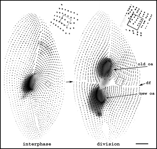 Figure 2 Morphogenetic processes during division. The figure shows interphase and dividing living cells expressing GFP-PtCen2a, a centrin specific to basal bodies.Citation29 Smaller dots correspond to a single basal body per cortical unit, larger ones to two basal bodies per unit. In the dividing cell, where basal body duplication proceeds, the division furrow (df) delimits the two presumptive daughter cells. The old oral apparatus is conserved in the anterior daughter cell, while a new one has developed in the posterior one. The two insets pinpoint three units with 2 bbs in the interphase cell and their progeny in the dividing cell. Images are shown with reverse contrast. Bar: 10 mm. Images appear courtesy of F. Ruiz.