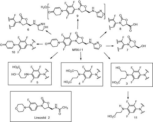 Figure 6. Proposed metabolic scheme of 1 in humans (Meng et al., Citation2015) and chemical structure of linezolid (2).