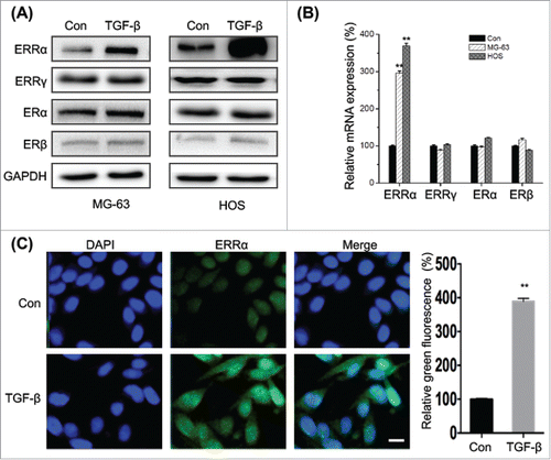 Figure 4. TGF-β increases the expression and nuclear localization of ERRα in osteosarcoma cells. (A) MG-63 and HOS cells were treated with or without TGF-β (20 ng/ml) for 24 h, and then the express of protein (A) and mRNA (B) of ERRα, ERα, ERβ, or ERRγ were measured by use of Western blot analysis and qRT-PCR, respectively; (C) MG-63 cells were treated with or without TGF-β (20 ng/ml) for 24 h, the cellular location of ERRα (green) were examined by immunofluorescence staining and nuclei were stained with DAPI (blue). The quantification results were shown in the right column. Data were presented as means ± SD of 3 independent experiments. **p < 0.01 compared with control. Scale bar = 50 μm.