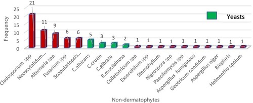 Figure 2 Frequency and distribution of non-dermatophyte fungi 2019, Addis Ababa, Ethiopia.