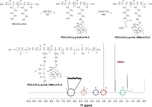 Figure 1 Overall scheme for the synthesis of PEG-b-PLL(-g-Ce6, DMA)-b-PLA and its validation by 1H NMR.Notes: The Ce6 conjugation was confirmed by the presence of an 1H NMR (DMSO-d6; Cambridge Isotope Lab. Inc., Tewksbury, MA, USA) peak at δ 6.0–6.5 and the DMA conjugation was confirmed by the presence of an 1H NMR peak at δ 1.8–2.0.Abbreviations: Ce6, Chlorin e6; DCC, N,N′-dicyclohexylcarbodiimide; DMA, 2,3-dimethyl maleic anhydride; DMSO, dimethyl sulfoxide; NHS, N-hydroxysuccinimide; PEG, poly(ethylene glycol); PLA, poly(lactic acid); PLL, poly(l-lysine); TEA, triethylamine.