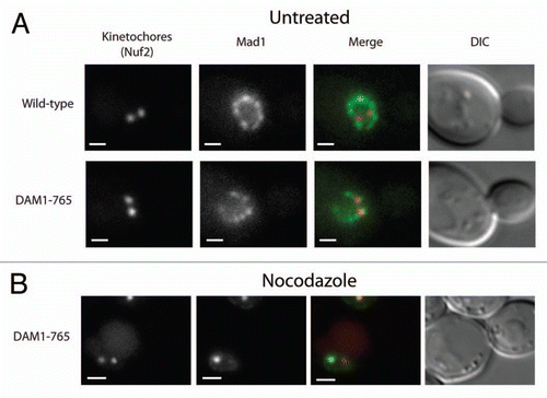 Figure 2 Mad1 does not localize to kinetochores in unperturbed DAM1-765 cells. Kinetochores are labeled with Nuf2-mCherry (red) and Mad1 is labeled with GFP (green). Bars are 1 µm. (A) Mad1-GFP localizes to the nuclear envelope in both wild-type (MSY198-11D) and DAM1-765 (MSY197-3B) cells. (B) Mad1-GFP localizes to unattached DAM1-765 kinetochore clusters generated by treatment with nocodazole, but not to the main kinetochore cluster, which is presumably still attached to the spindle.
