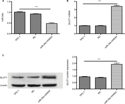 Figure 4 Inhibiting miR-34a expression increased GLUT1 expression. Graphs show the influence of miR-34a inhibition on glucose transporters in cultured TPC-1 cells. miR-34a may decrease 18F-FDG uptake via targeting GLUT1 expression. Data are mean ± standard deviation. (A) miR-34a inhibitor successfully downregulated the miR-34a expression (P < 0.001), while there is no significant statistical difference between TPC-1 and NC group (P > 0.05). (B and C) Influence of miR-34a inhibition on expression of GLUT1 mRNA and protein in TPC-1 cells. miR-34a inhibition significantly increased expression of GLUT1 mRNA and protein (both P < 0.001). ***P < 0.001.