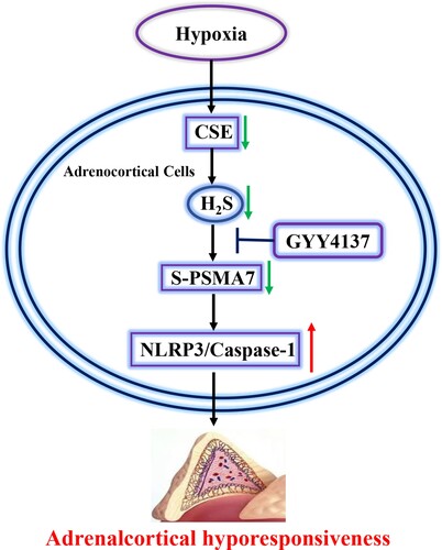 Figure 6. Working model: Hypoxia causes downregulation of CSE expression and reduced H2S level, which leads to reduced S-sulfhydration of PSMA7 at Cys70. Reduced S-sulfhydration of PSMA7 results in NLRP3 inflammasome activation in adrenal glands, thereby leading to adrenocortical insufficiency.