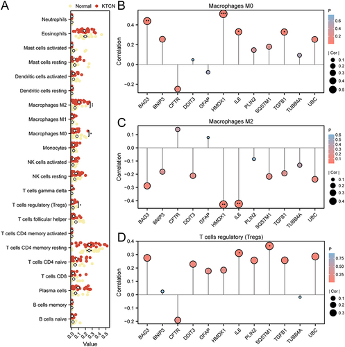 Figure 7 Immuno-infiltration analysis of the combined data set (CIBERSORTx). (A) Grouped comparison plots of immune cells in different subgroups in the combined dataset. (B-D) Lollipop charts of correlation of immune cells M0 Macrophages (B), M2 Macrophages (C), and Tregs (D) with hub genes. *P < 0.05, **P < 0.01, ***P < 0.001.