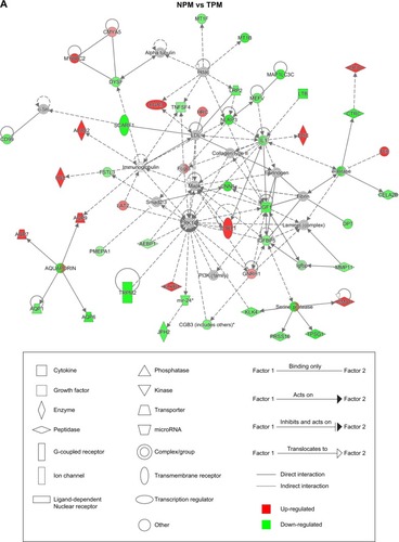 Figure 5 Ingenuity pathway analysis (IPA) network analyses and epigenetic regulation of histone modification, microRNAs, and long non-coding RNAs.Notes: (A) IPA network of NPM vs TPM. (B) IPA network of NOM vs TOM. (C) Expression levels of representative histone-modifying enzymes and long non-coding RNAs quantified by qRT-PCR. (D) MicroRNA regulatory network of NPM vs TPM. (E) MicroRNA regulatory network of NOM vs TOM. (F) Expression of differentially expressed microRNAs quantified by qRT-PCR. *P<0.05.Abbreviations: HDAC, histone deacetylase; KDM4E, lysine demethylase 4E; NOM, TiO2 nanotubes with osteoinduction medium; NPM, TiO2 nanotubes with proliferation medium; TOM, titanium with osteoinduction medium; TPM, titanium with proliferation medium.