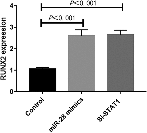 Figure 8. Interference with STAT1 or overexpression of miR-28 promoted expression of RUNX2 (n = 3).