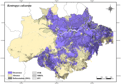 Figure 106. Occurrence area and records of Kentropyx calcarata in the Brazilian Amazonia, showing the overlap with protected and deforested areas.