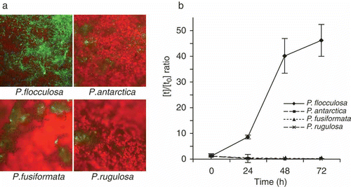 Fig. 5. a, Microscope observations of leaf colonization by four GFP-transformed Pseudozyma spp. on Podosphaera xanthii-infected leaf disks from Cucumis sativus L. ‘Corona’, 24 h after treatment. b, Quantification by RT (real time)-PCR of population development over time of four Pseudozyma spp. following inundative application of conidial suspensions on P. xanthii-infected leaf disks from Cucumis sativus L. ‘Corona’. Ratios represent the number of cells at a specific time ([t]) divided by the initial number of sprayed cells ([t0]). Error bars represent the standard error for each treatment.