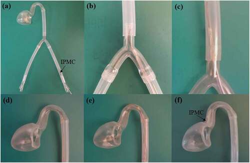 Figure 12. The simulation experiment of interventional surgical operation. (a) the intervention at puncture point; (b) the guidance at branch of iliac aorta. (c) the IPMC restored to flat state; (d) the guidance at aortic arch; (e) angle adjustment and forward propulsion; (f) arrived the left ventricle.