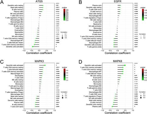 Figure 9. Correlation analysis between core genes and immune cells. (A) Correlation between immune cells and ATG5. (B) Correlation between immune cells and EGFR. (C) Correlation between immune cells and MAPK3. (D) Correlation between immune cells and MAPK8.