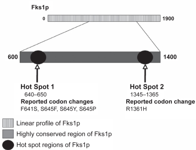 Figure 1 Linear profile of the Fks1p subunit in Candida albicans and loci containing amino acid substitutions associated with reduced echinocandin susceptibility. Adapted with permission from CitationPark S, Kelly R, Kahn JN, et al. 2005. Specific substitutions in the echinocandin target Fks1p account for reduced susceptibility of rare laboratory and clinical Candida sp. isolates. Antimicrob Agents Chemother, 49:3264–73, and from CitationBalashov SV, Park S, Perlin DS. 2006. Assessing resistance to the echinocandin antifungal drug caspofungin in Candida albicans by profiling mutations in FKS1. Antimicrob Agents Chemother, 50:2058–63. Copyright © 2005 and 2006 American Society for Microbiology.