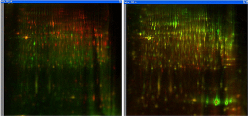 Figure S1 DIGE images showing the overlay for Cy2, Cy3 and Cy5 channels.