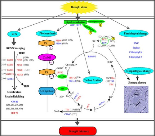 Figure 2. Mechanism pathways for drought tolerance in B. napus.