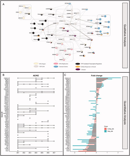 Figure 4. Gene network and quantitative analysis of high-dose radiation study. (A) 61 genes were subjected to network analysis for the high doses groups. The color of nodes represents the pathway associated with each gene. The strength of the connection was shown by the thickness of the edges. Genes were grouped with similar colors together in order to visualize AEs. (B) The study from Jackson et al. (Citation2016) (GSE85359) was applied for quantitative analysis. The graph shows the intersection of each gene among the 7 AEs. The dots correspond to AE hit by genes: AE1 cell cycle; AE2 DNA replication; AE3 DNA repair; AE4 TP53-mediated transcriptional regulation; AE5 cellular responses to stimuli; AE6 immune system responses; AE7 disease. (C) Shows the fold change level of genes at high doses (12.5Gy and 15Gy) of radiation at 24 hours post-irradiation.