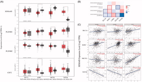 Figure 6. The expression, prognostic significance, and correlations of Sema4D and its receptors in diverse tumours. (A) the mRNA expression of Sema4D and its receptors PlexinB1, PlexinB2, and CD72 in BLCA (n = 404) comparing to the normal tissues (n = 28), in KIRC (n = 523) comparing to the normal tissues (n = 100), in SKCM (n = 461) comparing to the normal tissues (n = 558), and in THYM (n = 118) comparing to the normal tissues (n = 339) via GEPIA. *p < .01. (B) The overall survival significance map of Sema4D and its receptors in diverse tumours was analysed by GEPIA. The significant results were framed with blue line for negative correlation, and with red line for positive correlation. The filling colour from blue to red was used to show the hazards ratio (HR). (C) The correlation between the expression of Sema4D and its receptors in BLCA, KIRC, SKCM and THYM was calculated by TIMER.