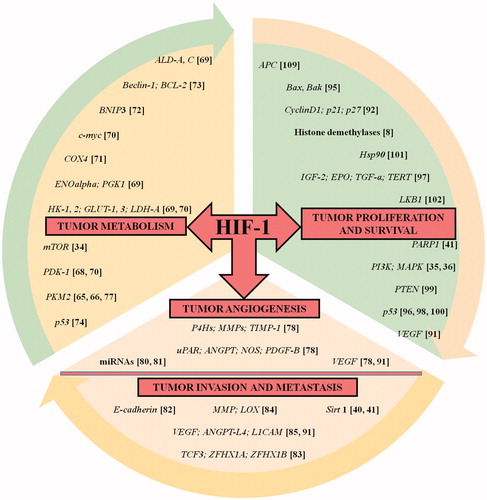 Figure 4. HIF-1 in the driver seat of tumorigenesis. The list of HIF-1 regulated genes (with corresponding references highlighted in bracket) having an impact on tumorigenic pathway is showcased. The HIF-1 target genes presented here are involved in processes such as cellular metabolism, proliferation and survival, angiogenesis, invasion and metastasis of tumor cells. The list is intended to be an illustration rather than being comprehensive.