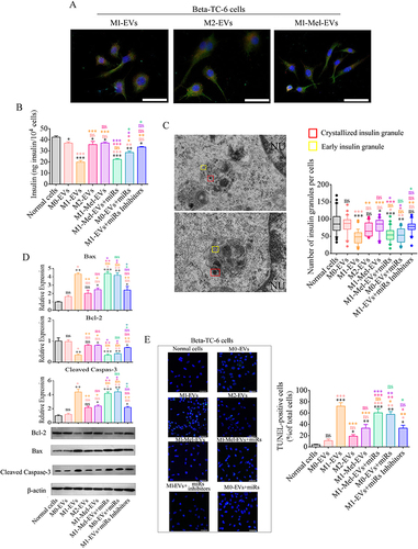 Figure 4 Cellular functions and apoptosis of β cells after various treatments. To investigate the roles of EVs and their specific miRNAs in insulin secretion and apoptosis of β cells, glucose tolerance tests and granule analysis of β cells were performed following various treatments and then relative expression of mitochondrial apoptosis pathway genes and the number of apoptotic cells were analyzed. (A) β cells were incubated with various Dil-labeled EVs, and then red EV signals (Dil) were detected by confocal microscopy (scale bar=50 μm). (B) glucose-stimulated insulin secretion of β cells following various EVs incubations (n=10). Insulin secretion of all groups of β cells was decreased by treatment with 20 mM glucose except when the cells were incubated with EVs from normal PRMs, IL-4-treated PRMs, or EVs combined with miRNA inhibitors. (C) Electron microscopy images of granules within sectioned cells highlighting representative crystallized insulin granules (red) and early insulin granules (yellow) in β cells before and after various treatments. Left panel shows Representative electron microscopy images of granules from normal β cells (top image) and LPS-EVs-treated β cells (bottom image). Other electron microscopy images are shown in Figure S11. Right panel shows a box and whisker plot of the number of insulin granules per cell (n=10, Scale bar=1 μm.). (D) Western blot analysis of apoptosis-related proteins in β cells before and after various treatments. Bax and cleaved caspase 3 proteins were significantly upregulated after incubation with EVs from M1 phenotype PRMs or EVs combined with miRNAs. (E) Representative images of TUNEL staining in apoptotic β cells before and after various treatments. These data were consistent with the protein levels of apoptosis-related genes in β cells before and after various treatments. Scale bar=100 μm. Normal β cells, EVs from PRMs (M0-EVs, M0-EVs), EVs from LPS and IFN-γ-treated PRMs (M1-EVs), EVs from IL-4-treated PRMs (M2-EVs), and EVs from melatonin and M1 PRMs (M1-Mel-EVs). MiRs: miR-146a-5p, miR-24-3p, miR-25-3p, miR-21-5p, and miR-29a-3p overexpression. Inhibitors: miRNA sponge and miR-146a inhibitor. Black superscript, Normal cells vs each group; Tangerine superscript, M0-EVs vs each group; Orange superscript, M1-EVs vs each group; Pink superscript, M2-EVs vs each group; Purple superscript, M1-Mel-EVs vs each group; laurel-green superscript, M1-Mel-EVs+miRs vs each group. *P < 0.05, **P < 0.01, ***P < 0.001.