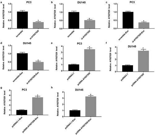 Figure 4. Effect of overexpression or knockdown of lncAY927529 on the level of lncAY927529 in PCa cells and exosomes derived from PCa cells. LncAY927529 siRNA, scramble (a negative control of lncAY927529 siRNA), pcDNA-lncAY927529 and pcDNA3.1 (a negative control of pcDNA-lncAY927529) were transfected into PC3 and DU145 cells: (a and b) LncAY927529 level was detected in PC3 and DU145 cells with RT-qPCR transfected with lncAY927529 siRNA or scramble. *P < 0.05 compared with scramble group. (c and d) LncAY927529 level was detected in PC3-Exo and DU145-Exo with RT-qPCR when PC3 and DU145 cells were transfected with lncAY927529 siRNA or scramble. *P < 0.05 compared with scramble-Exo group. (e and f) LncAY927529 level was detected in PC3 and DU145 cells with RT-qPCR transfected with pcDNA-lncAY927529 or pcDNA3.1. *P < 0.05 compared with pcDNA3.1 group. (g and h) LncAY927529 level was detected in PC3-Exo or DU145-Exo with RT-qPCR when PC3 and DU145 cells were transfected with pcDNA-lncAY927529 or pcDNA3.1. *P < 0.05 compared with pcDNA3.1-Exo group. N = 4, data were expressed as mean ± SEM; Student’s t test or one-way ANOVA was used for analyzing data