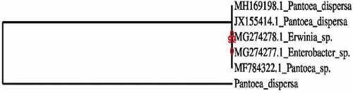 Figure 2. Phylogenetic tree of Pantoea dispersa.