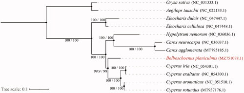 Figure 1. Phylogenetic relationships among 12 complete chloroplast genomes. Branch scores are given as (SH-aLRT value/ultrafast bootstrap value). The analyzed species are shown with the corresponding Genbank accession numbers in parentheses.