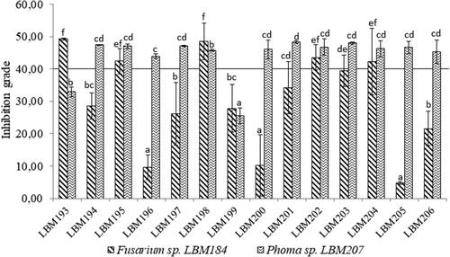 Figure 1. Percentage of pathogen growth inhibition on dual culture assay of Trichoderma spp. confront to Fusarium sp. LBM184 and Phoma sp. LBM 207. Standar error was represented with bars and different letters up to the bars indicate statistically significant differences (p˂0.05). Trichoderma codes: T. asperelloides: LBM 193, LBM 194, LBM 195, LBM197, LBM 198, LBM 204 and LBM 206; T. asperellum: LBM 199 and LBM 203; T. strigosellum: LBM 196, LBM 201 and LBM 205; T. hamatum: LBM 200 and Trichoderma sp.: LBM 202.