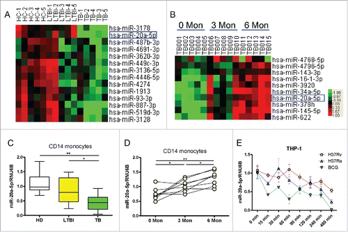 Figure 1. MiR-20a-5p is reduced after mycobacterial infection in vivo and in vitro. (A) Comparison of the miRNA expression profiles determined by miRNA array between HD, LTBI, and TB CD14+ monocytes samples. Samples were clustered according to the expression profiles of differentially expressed miRNAs. Data from each miRNA was median centered. Heatmap analysis showed down-regulated (green) and upregulated (red) miRNAs. (B) Dynamic changes in the miRNA expression profiles of CD14+ monocytes from active PTB patients at 0, 3, and 6 months after anti-TB treatment. (C) Expression of miR-20a-5p in CD14+ monocytes from validation cohort consisting of HD (n = 10), LTBI (n = 10), and TB (n = 10) was determined by real time qPCR assay. Relative gene expression was normalized to RNU6B. (D) Validation of miR-20a-5p expression after anti-TB treatment using qPCR assay. (E) Differentiated THP-1 cells were infected with H37Rv, H37Ra or BCG at a MOI of 10, and miR-20a-5p expression was determined at different time points. * P < 0.05, ** P < 0.01.