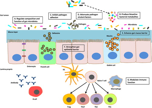 Figure 1. Schematic representation illustrating key mechanisms through which LAB exert health-promoting effects. LAB can (A) modulate the composition and function of gut microbiota via (B) support of production of metabolites that can serve as growth substrates for specific commensal bacteria. LAB can combat pathogenic infections by (B) producing bioactive components with anti-infectious properties such as short chain fatty acids, bacteriocins, and biosurfactants, (C) inhibiting pathogen adhesion to the mucosal surface, and (D) attenuating the expression of virulent factors. Moreover, LAB can (E) modulate gut mucus barrier and (F) strengthen epithelial barrier. (G) Both innate and adaptive immunity can also be regulated by LAB.