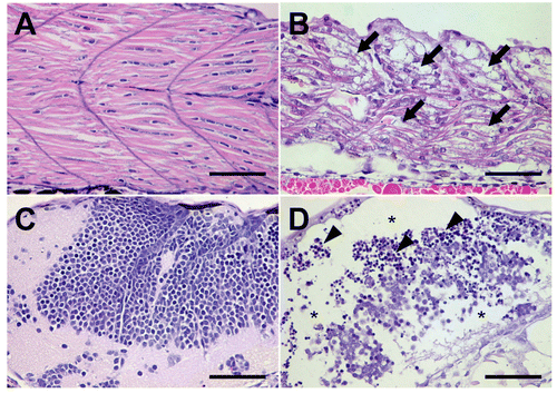 Figure 4.  Histopathological examination. The zebrafish embryos at 24 h post-fertilization were exposed to genistein or vehicle for 60 h. The zebrafish embryos that survived after 0.25 3 10−4 M genistein or vehicle treatments were prepared for histopathological examination. Histopathological examination revealed that (arrows) granular degeneration of (B) myocytes in skeletal muscle in addition to (asterisks) loss and (arrow heads) apoptosis of (D) neural cells in the brain of the 0.25 3 10−4 M genistein-treated group. (A and C) vehicle-treated zebrafish embryos, (B and D) genistein-treated zebrafish embryos. Bar = 50 μm.