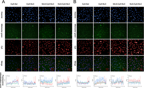 Figure 2 The pictures of Cy5-Sol, Cy5 labeled NLC and subcellular organelle targeted peptide modified Cy5 labeled NLC (Cy5 at the concentration of 100 nmol/L, (A) 2 h, (B) 6 h. Scale bar = 200 μm).