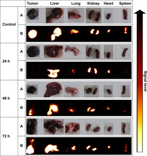 Figure 2 Qualitative assessment of Dex-LSMO nanoparticles distribution by magnetic resonance imaging.Notes: Photographs (panel A) and processed ex vivo MR images (panel B) of representative tissues at different time points after intra-tumoral injection of Dex-LSMO nanoparticles. The gradient color bar on right indicates the signal level emanated by nanoparticles (lighter: lower concentration of nanoparticles; darker: higher concentration of nanoparticles).Abbreviations: MR, magnetic resonance; Dex-LSMO, dextran-coated lanthanum strontium manganese oxide.