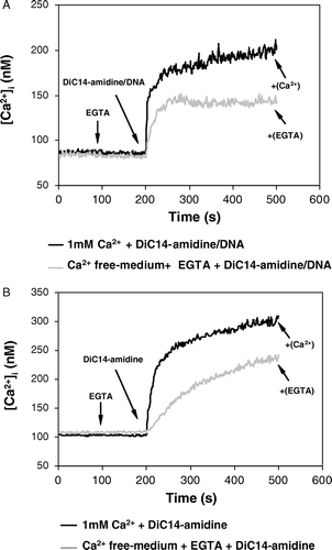 Figure 3.  Contribution of intra and extracellular Ca2 +  to [Ca2 + ]i induced by diC14-amidine/DNA complexes and diC14-amidine liposomes in K562 cells. Cells (1×106 cells/ml) resuspended in D-PBS medium at 1 mg/ml glucose in the presence of 1 mM Ca2 +  were loaded with Fluo-3-AM for 30 min at 37°C. After loading, cells were rinsed with D-PBS without Ca2 +  and suspended in 1 ml of the same medium. At time = 100 s, calcium (1 mM final) or EGTA (20 µM final) was added. At time = 200 s, diC14-amidine/DNA complex at a weight ratio 2:1 (5 µg DNA) (Figure 3A) or free diC14-amidine liposomes (37 µM) (Figure 3B) was added and [Ca2 + ]i changes were measured at 37°C using fluorescence spectroscopy as described in Materials and Methods. The same experiments were repeated three times and showed identical results.