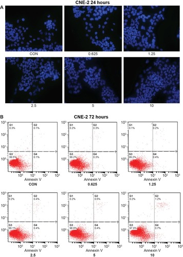 Figure 3 No apoptosis was induced by MK-2206 in the four nasopharyngeal carcinoma cell lines.