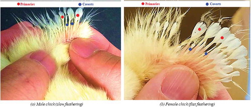 Figure 2. Feather sexing of male (a) and female (b) chicks.