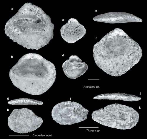 Figure 4. Fish otoliths from the late Miocene northern Taiwan. Scale bars = 1 mm. Images are inner views unless otherwise indicated. a–f, Ariosoma sp.; a, SL-3a, ASIZF 0100001; b–d, SL-0, ASIZF 0100002–04; e, f, SL-4, ASIZF 0100005; e, ventral view. g, h, Clupeidae indet., SL-4, ASIZF 0100006; g, ventral view. i–k, Thryssa sp.; i, SL-3b, ASIZF 0100007; j, k, SL-0, ASIZF 0100008.