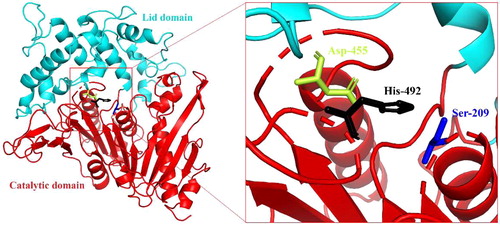 Figure 4. The predicted three-dimensional structure of BpFae by DS sever based on the crystal structure of a MHETase from Ideonella sakaiensis (PDB code 6QG9). The catalytic domain (cyan) and the lid domain (red) are shown. BpFae had a typical α/β hydrolase fold and a Ser-Asp-His catalytic triad (S209, D492 and H455).