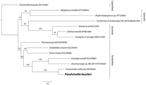 Figure 1. The maximum likelihood (ML) tree of 14 species of Scolecidae based on the concatenated nucleotide sequences of 12 mitochondrial protein-coding (Cytochrome C was omitted because it’s not available in the partial mitogenome of P. sulfincola) and two ribosomal RNA genes. The number at each node is the bootstrap support value. The number after species name is the GenBank accession number.