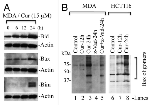 Figure 7 Curcumin induces upregulation of Bax, Bim and Bid, which trigger Bax oligomerization. (A) MDA-MB231 cells (MDA) were treated with curcumin (Cur) (15 µM) for the indicated times. Equal amounts of whole cell protein were separated on SDS-PA GE for detection of indicated proteins. Actin serves as loading control. (B) MDA-MB231 and HCT116 cells were treated with curcumin (15 µM) for the indicated times. In some treatment conditions, cells were pretreated with pancaspase inhibitor (z-VAD) one h prior to curcumin treatment. At the end of treatments, cells were cross-linked with BMH and subjected to protein gel blotting for the detection of Bax oligomers. Data are representative of three independent experiments.